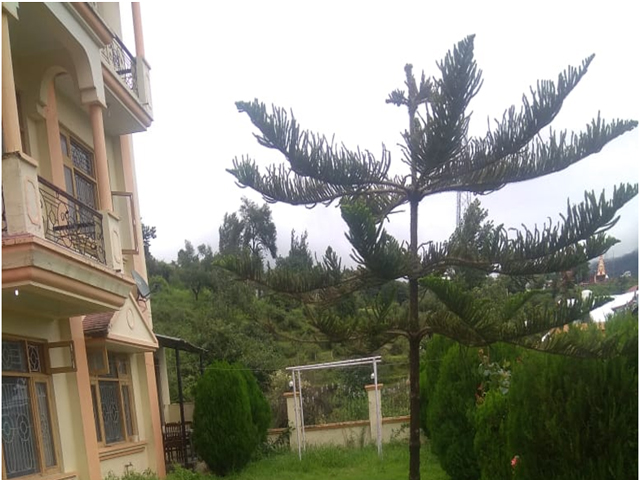 Hotel Green Hill Patnitop